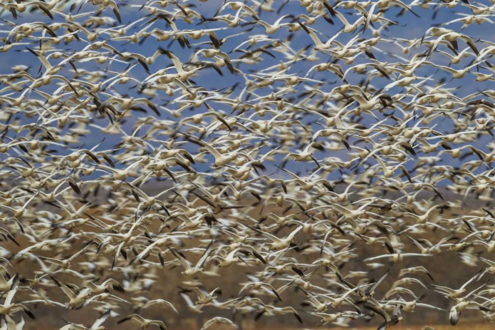 Art Print: New Mexico Flock of snow geese taking flight