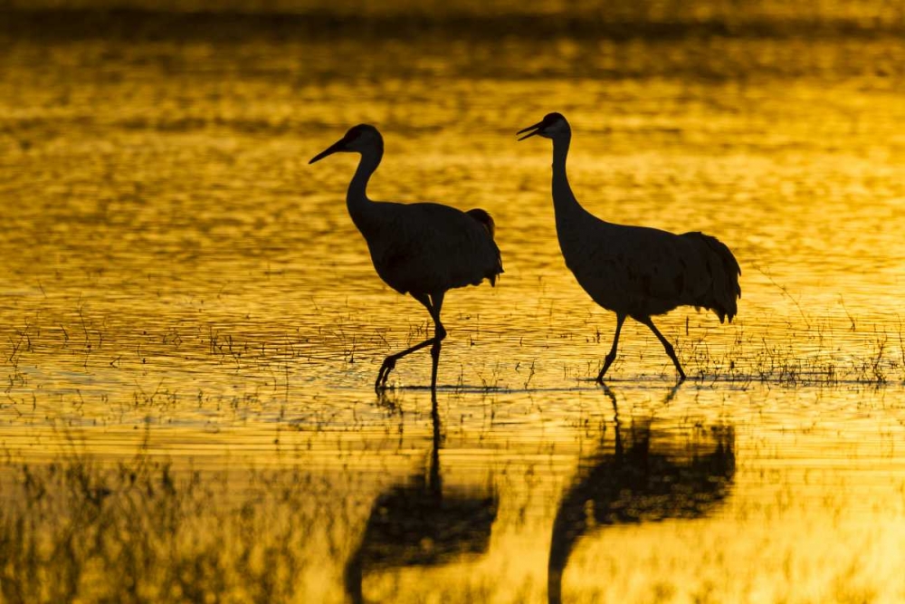 Art Print: New Mexico Silhouette of Sandhill cranes