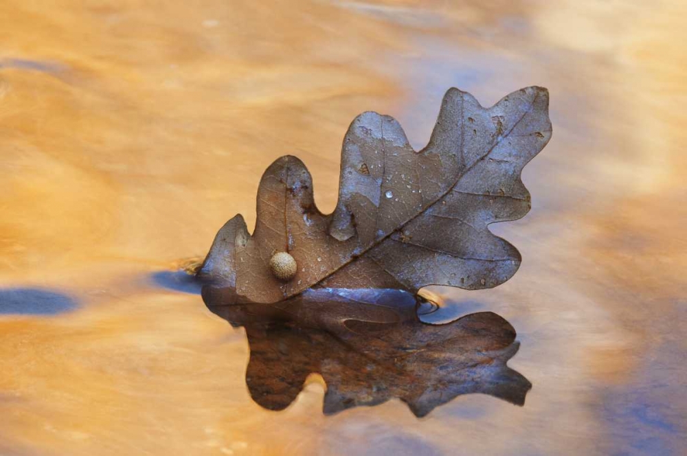 Art Print: New Mexico Oak leaf in stream at Ghost Ranch