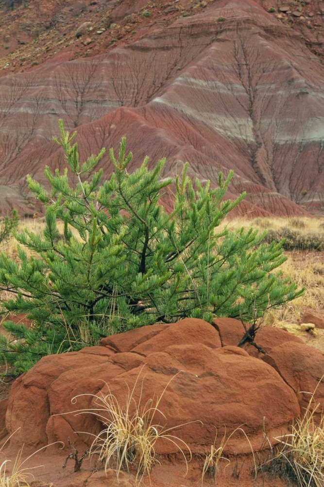 Art Print: New Mexico Red rocks and green pine tree