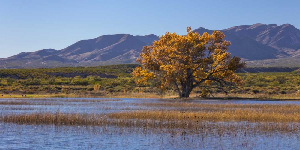 Art Print: New Mexico, Bosque del Apache, Autumn landscape