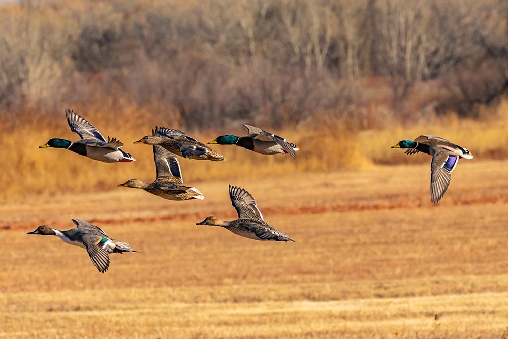Art Print: USA-New Mexico-Bosque del Apache National Wildlife Refuge-Mallard and pintail ducks in flight
