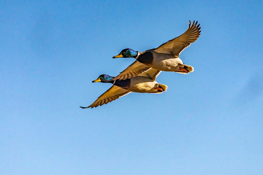 Art Print: USA-New Mexico-Bosque del Apache National Wildlife Refuge-Mallard drakes in flight