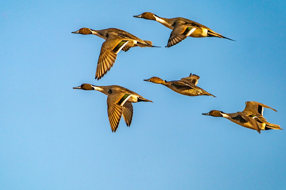 Art Print: USA-New Mexico-Bosque del Apache National Wildlife Refuge-Pintail duck males and female in flight