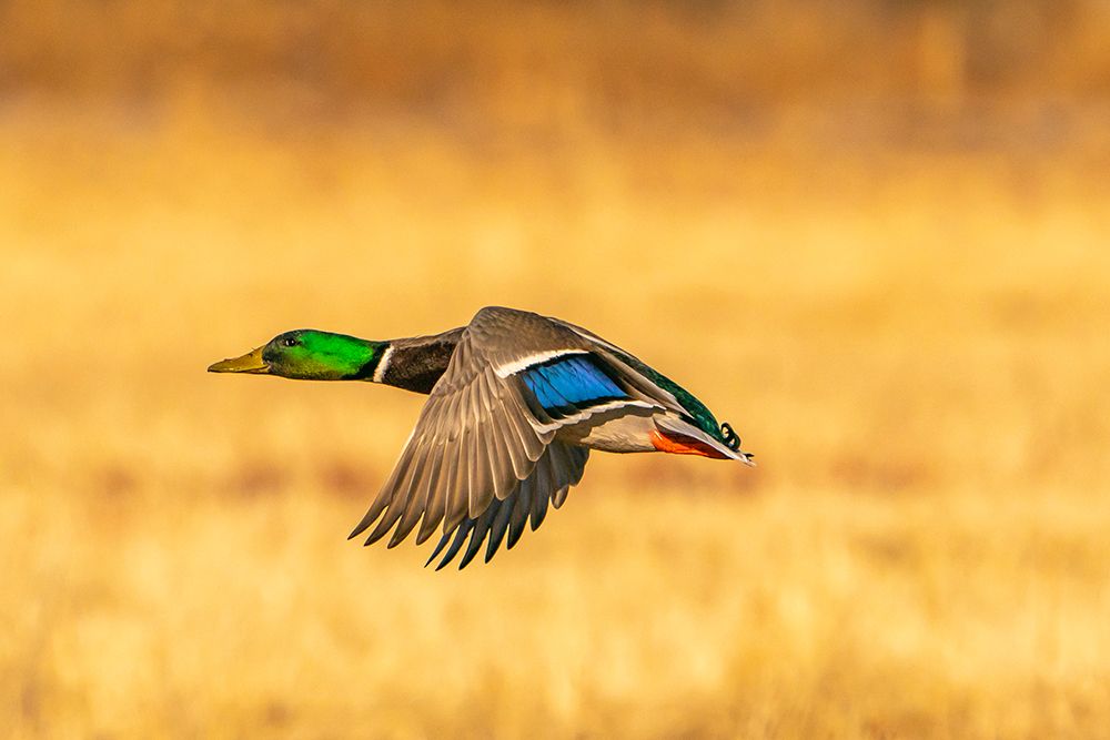 Art Print: USA- New Mexico- Bosque Del Apache National Wildlife Refuge. Mallard drake duck flying