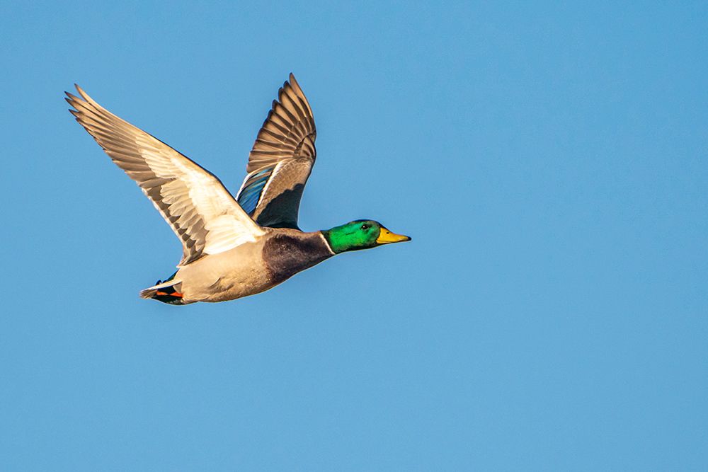 Art Print: USA- New Mexico- Bosque Del Apache National Wildlife Refuge. Mallard drake duck flying