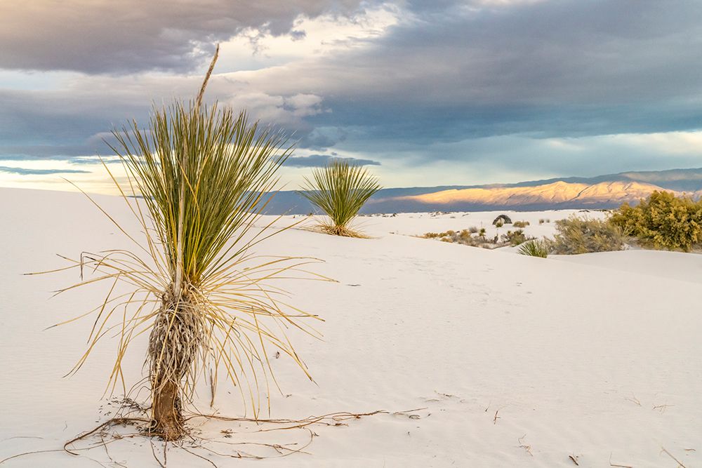 Art Print: USA- New Mexico- White Sands National Monument. Sand dunes and yucca cacti.