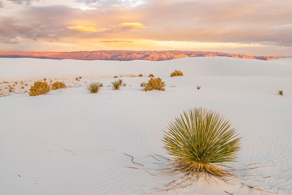 Wall Art Painting id:550153, Name: USA- New Mexico- White Sands National Monument. Sand dunes and yucca cactus., Artist: Jaynes Gallery