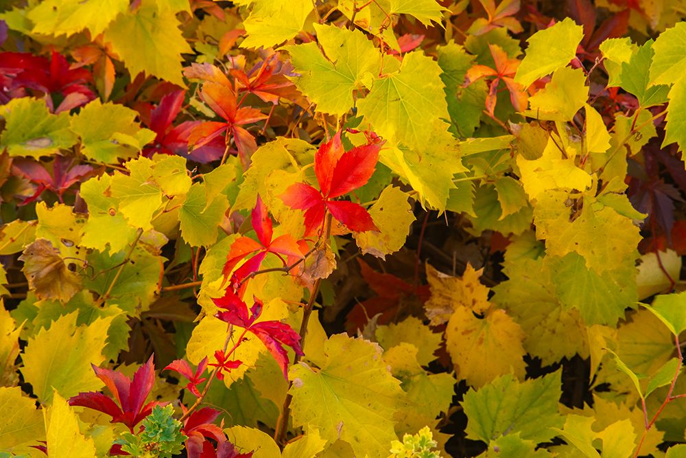 Art Print: USA, New Mexico, Jemez National Recreation Area. Red Virginia creepers among foliage.