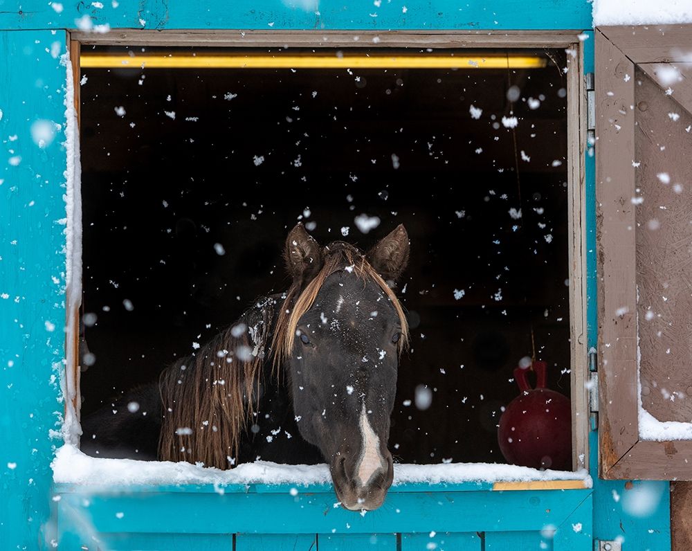 Art Print: Rocky mountain looking out of stall during snow storm-New Mexico