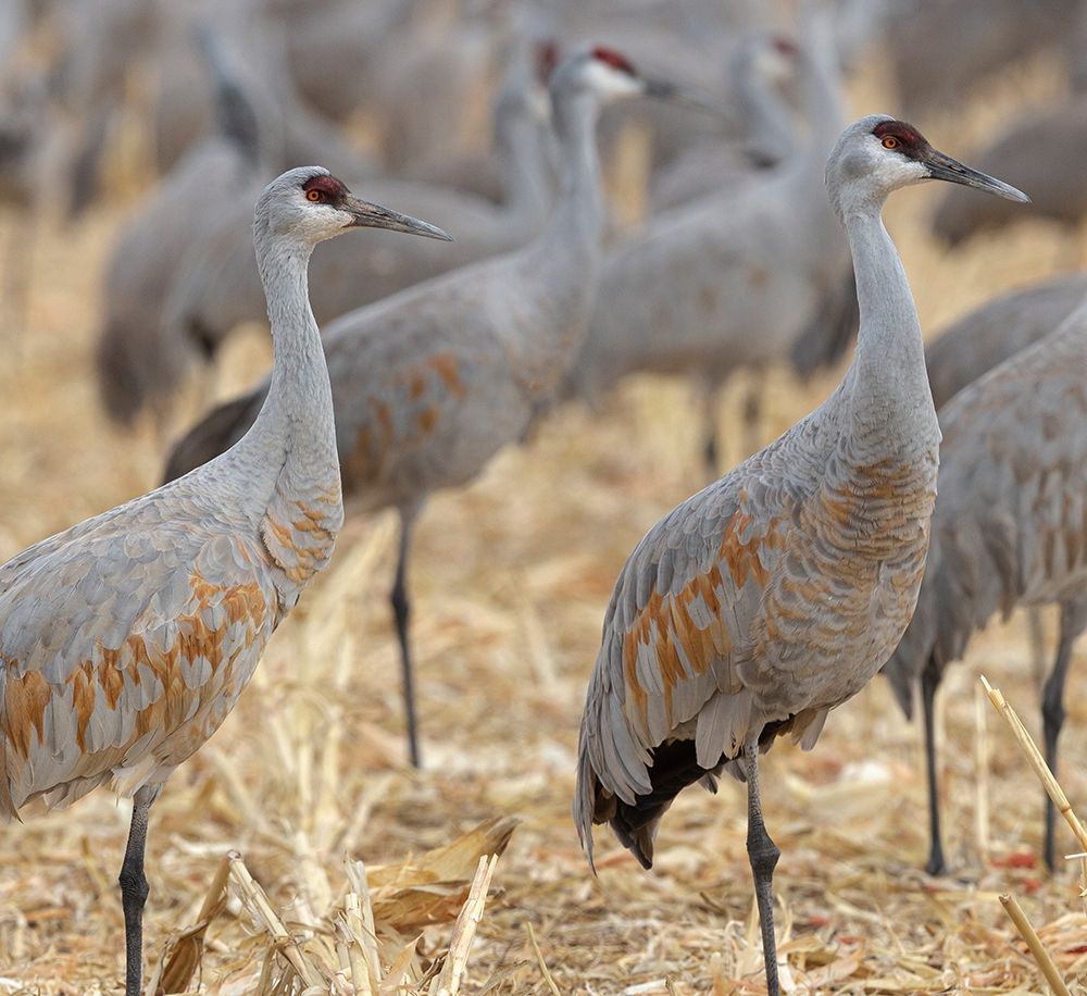 Art Print: Sandhill Cranes gathered-in the corn fields of Bernardo Wildlife Area-New Mexico