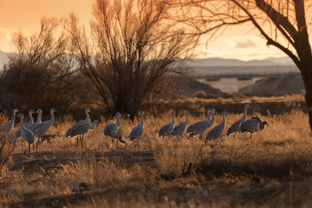 Art Print: Sandhill cranes with SR 60 in background-Bernardo Wildlife Area-New Mexico