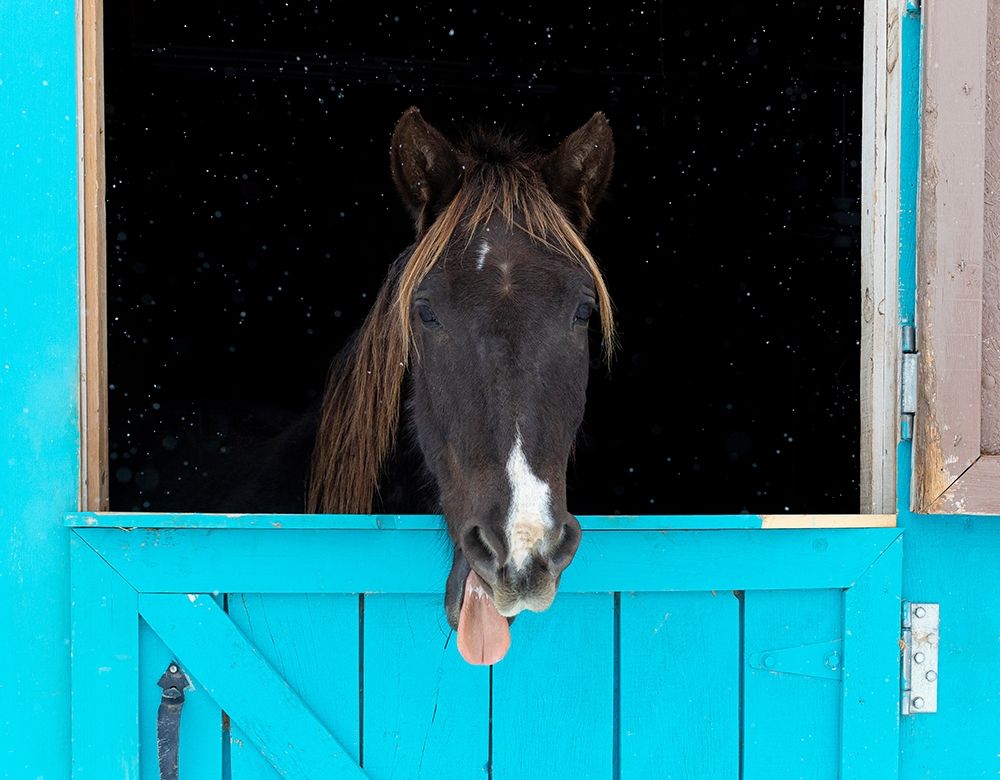 Art Print: Rocky mountain horse yawning-Winter-New Mexico