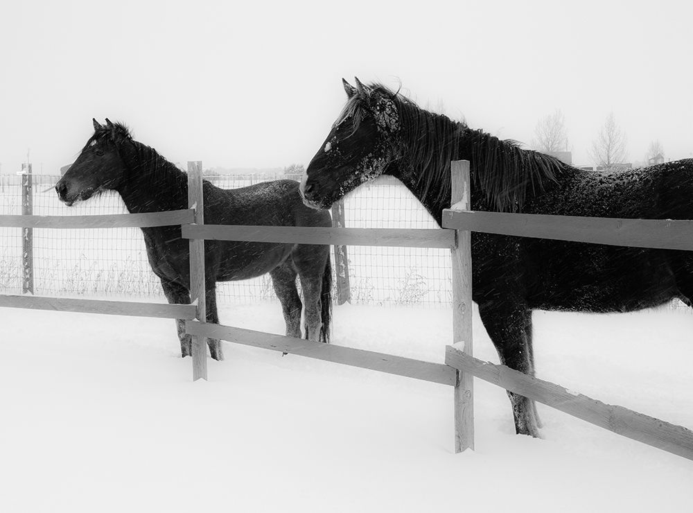 Art Print: Horses in standing in snowy weather-Edgewood-New Mexico