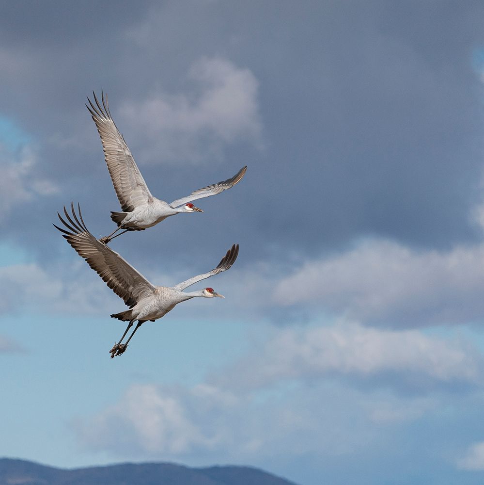 Art Print: Sandhill cranes in flight-Grus canadensis-Bosque del Apache National Wildlife Refuge-New Mexico