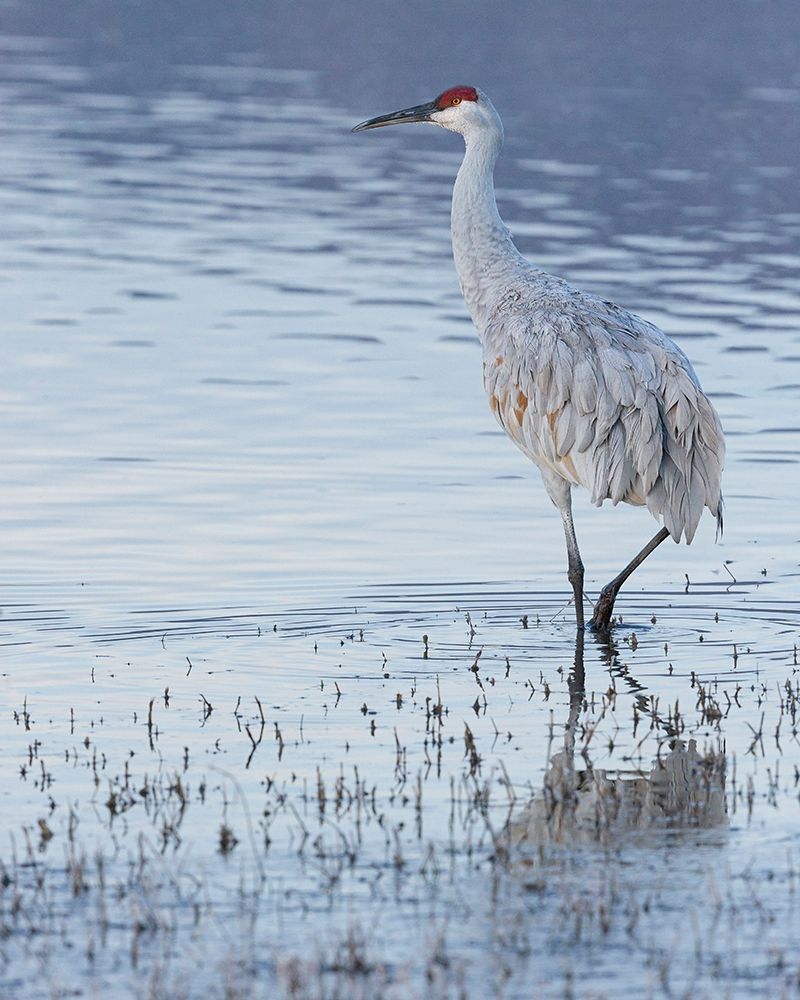 Art Print: Sandhill crane-Bosque del Apache National Wildlife Refuge-New Mexico