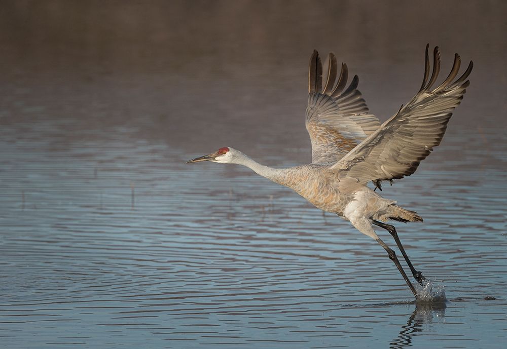 Art Print: Sandhill crane in flight-grus canadensis-Bosque del Apache National Wildlife Refuge-New Mexico,
