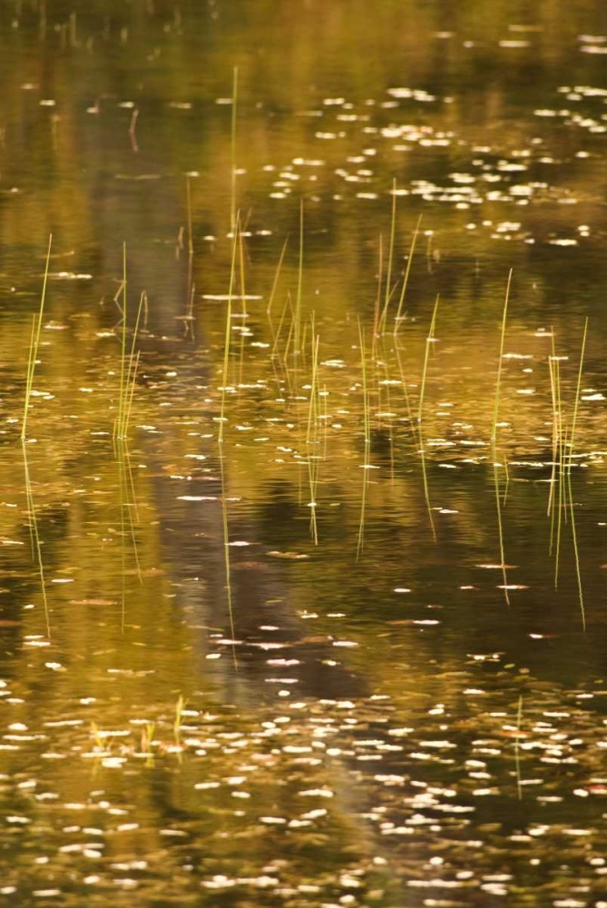 Art Print: NY, Adirondack Park Fall reflections on a pond
