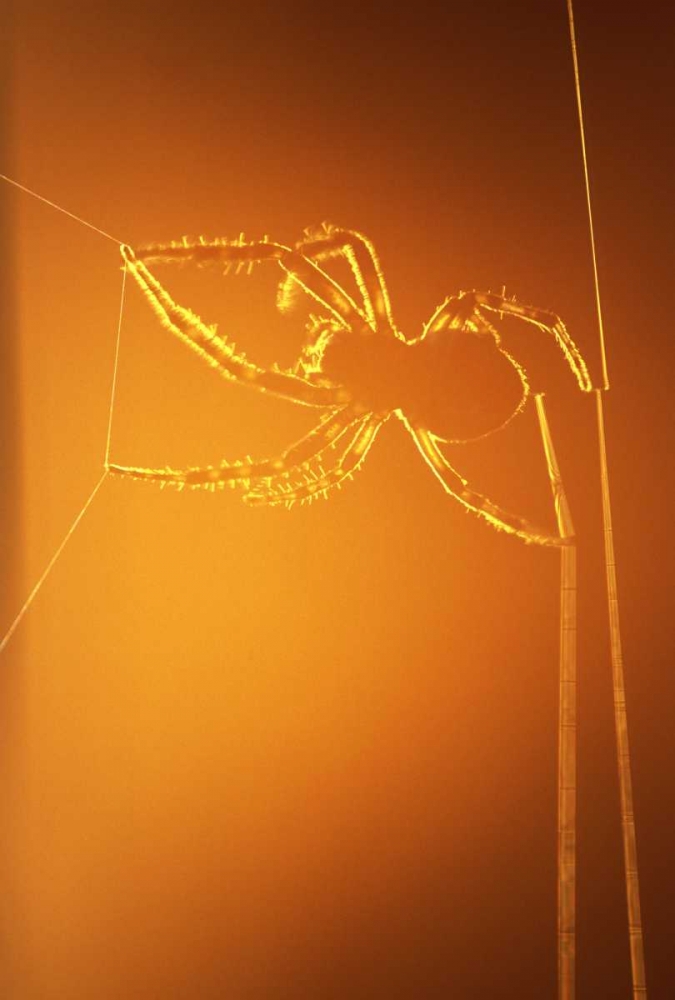 Art Print: NY, Inlet Spider spinning web at sunset