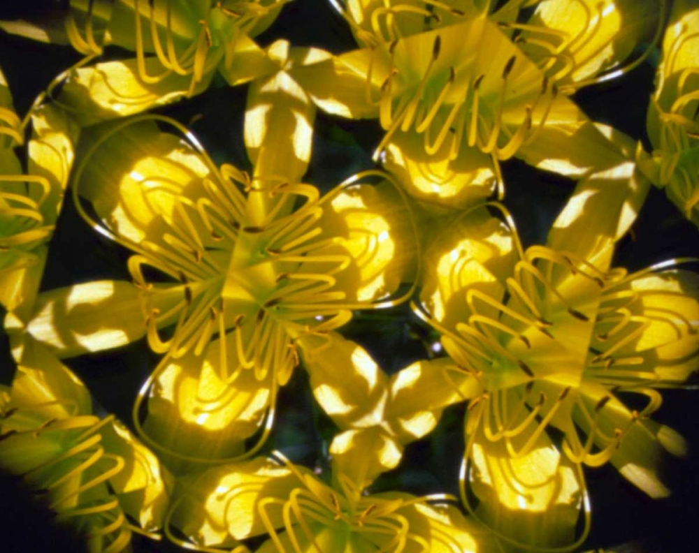 Wall Art Painting id:131318, Name: NY, Slingerlands Abstract of Daylilies, Artist: Noble Gardner, Nancy