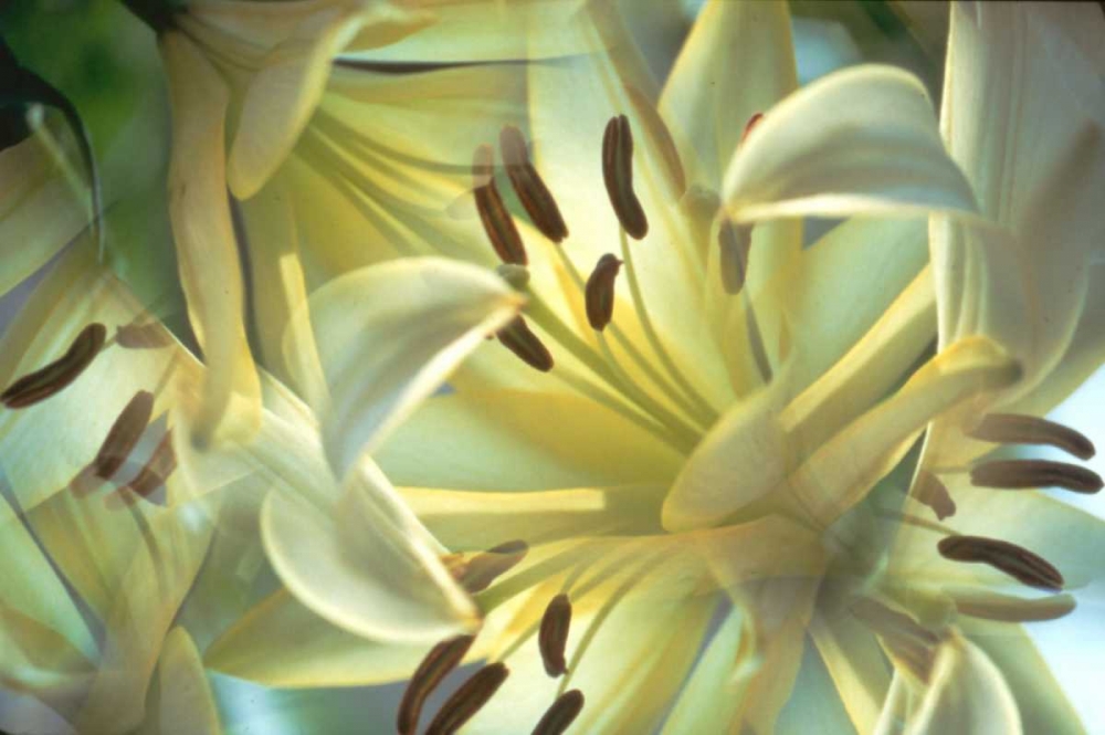Wall Art Painting id:131326, Name: NY, Slingerlands Oriental lilies abstract, Artist: Noble Gardner, Nancy