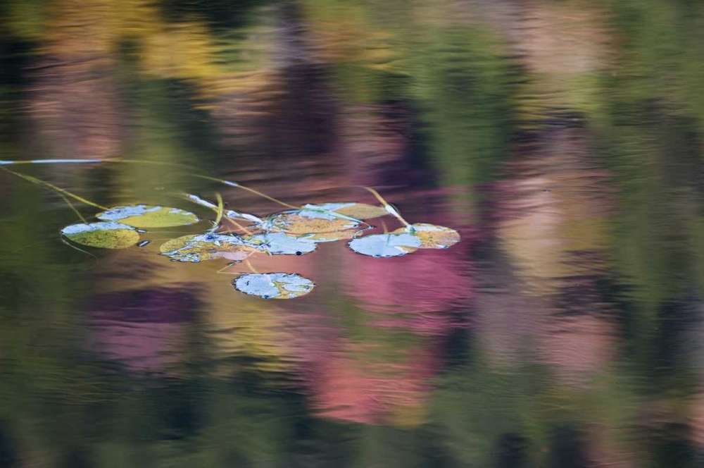 Art Print: NY, Adirondack Lily pads amid fall reflections