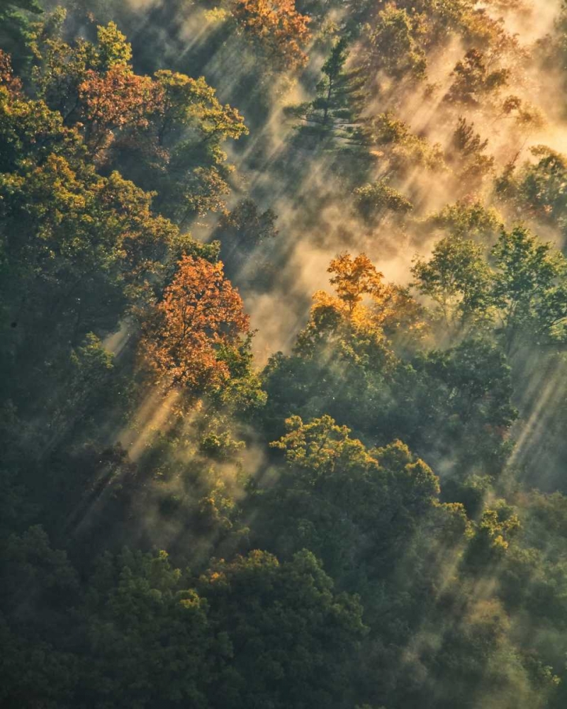 Wall art: NY, Letchworth SP Sunrise lights foggy forest, by OBrien, Jay