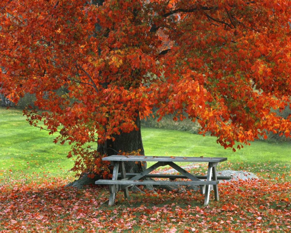Art Print: New York, West Park Bench under maple in autumn