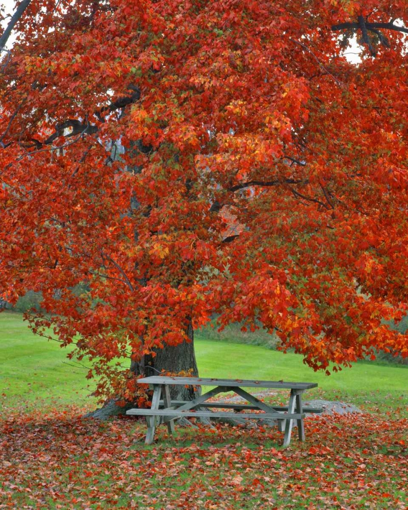 Art Print: New York, West Park Bench under maple in autumn