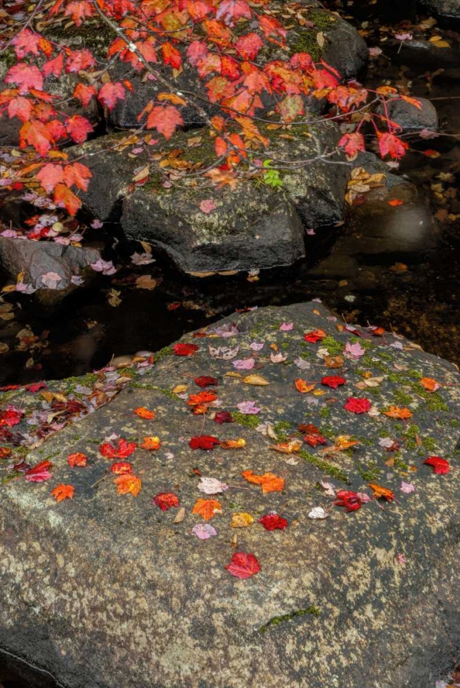 Art Print: NY, Adirondack Mountains Autumn leaves on rock
