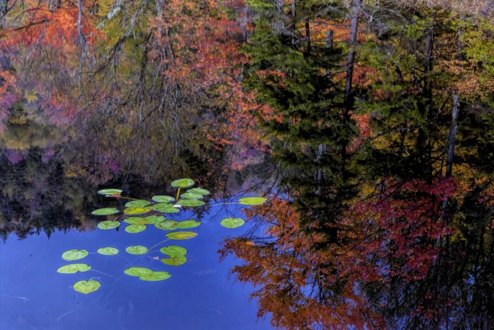 Art Print: NY, Adirondack Mts Trees reflecting in water
