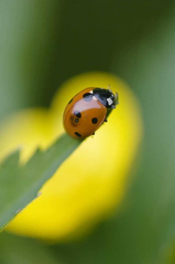 Art Print: USA, North Carolina, Ladybug on tip of leaf