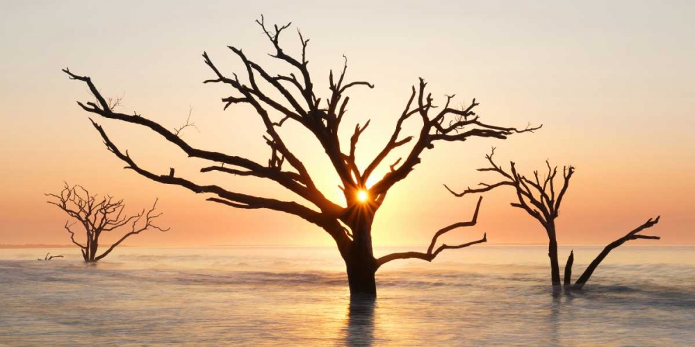 Wall art: North Carolina Sunrise at Botany Bay Preserve, by Bush, Marie