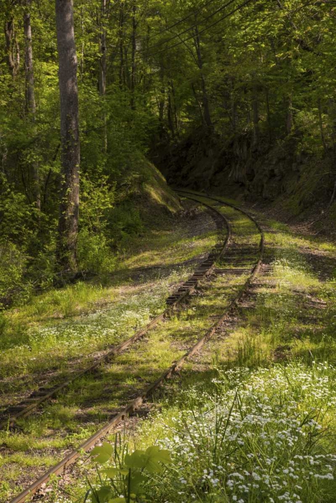Art Print: North Carolina Overgrown abandoned rail line
