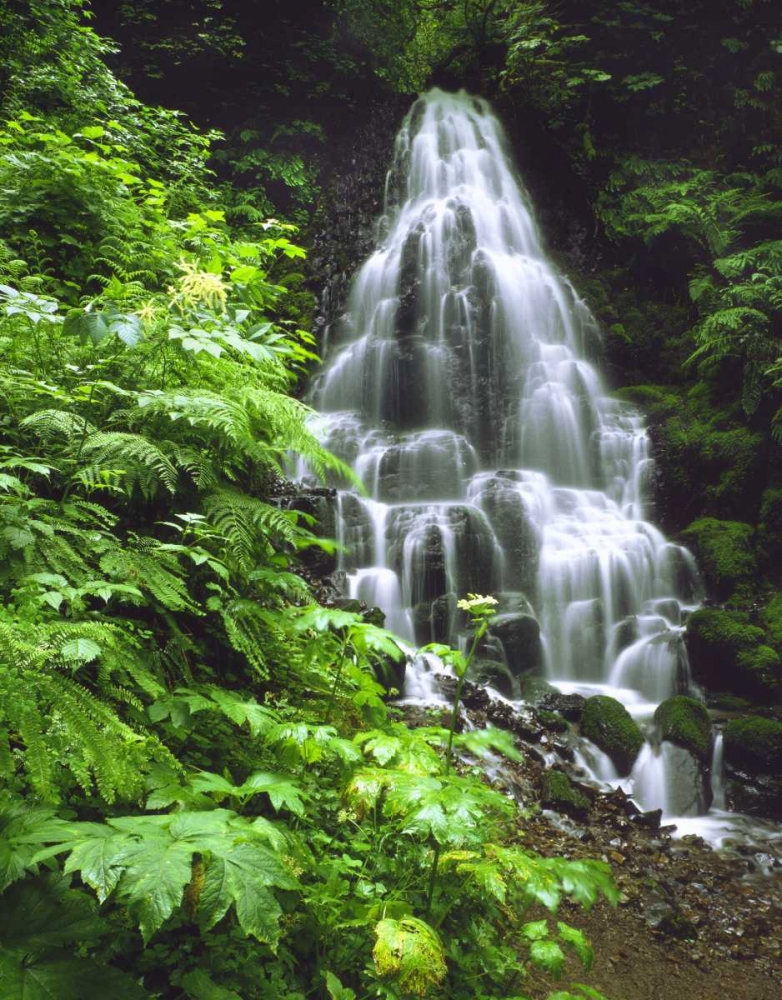 Art Print: OR, Columbia Gorge, Fairy Falls cascading