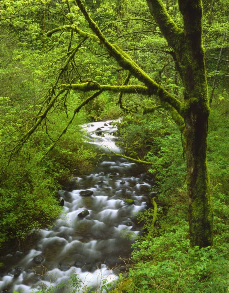 Art Print: OR, Columbia Gorge, Mt Hood NF, Bridal Veil Creek