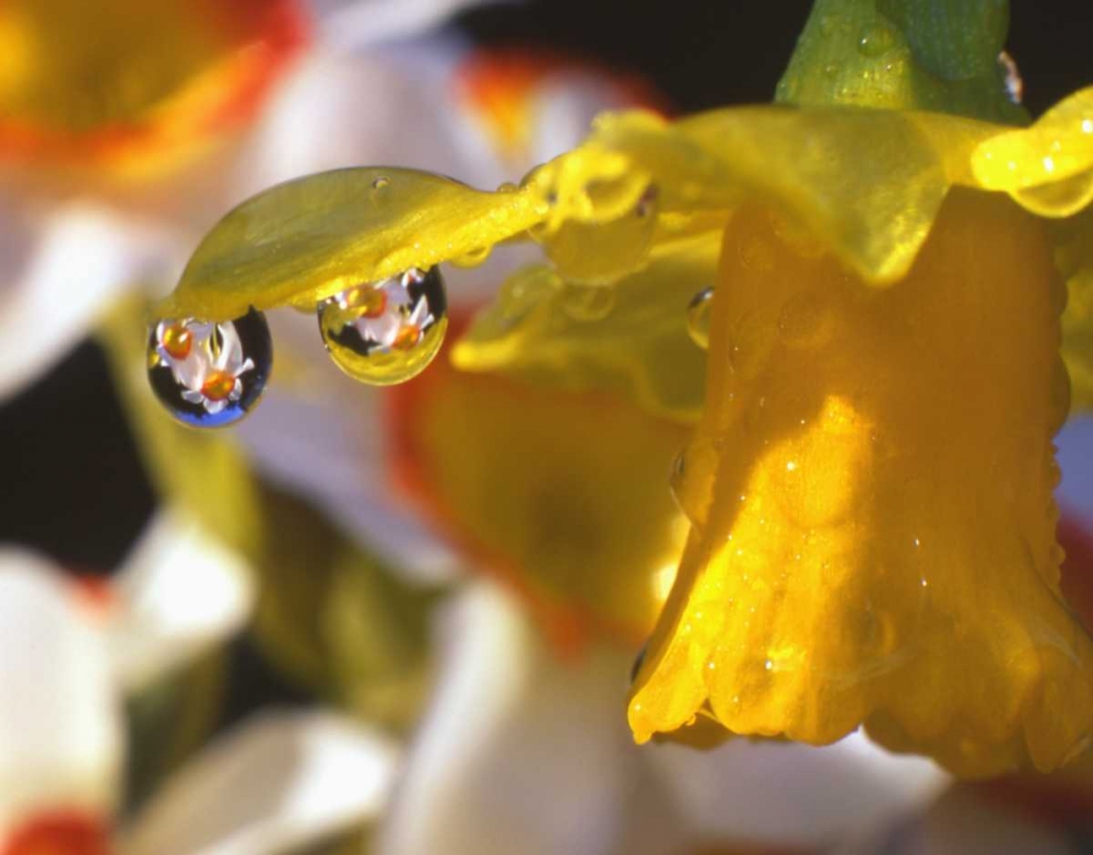 Art Print: OR, Dewdrops clinging to daffodil petals