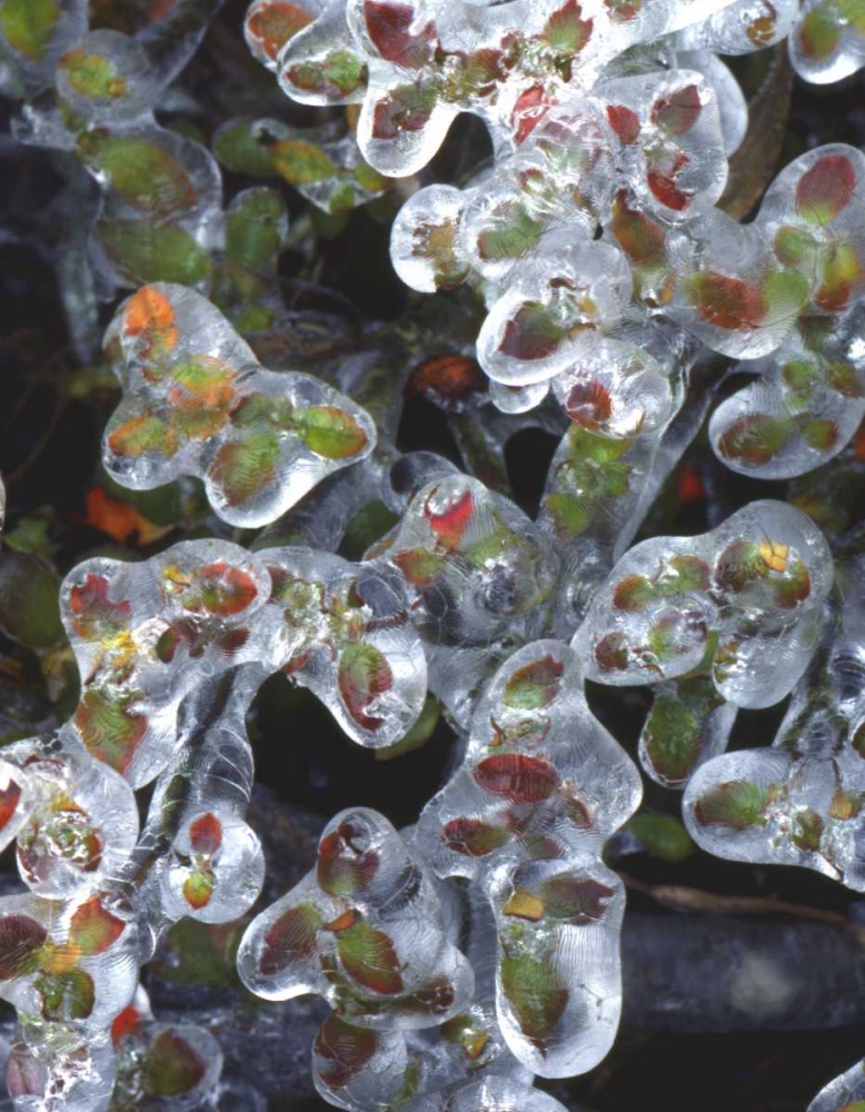 Art Print: Oregon, Portland, Azalea plants encased in ice