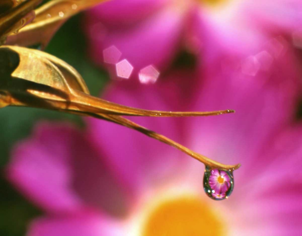 Art Print: OR, Cosmos flower reflecting in dewdrop