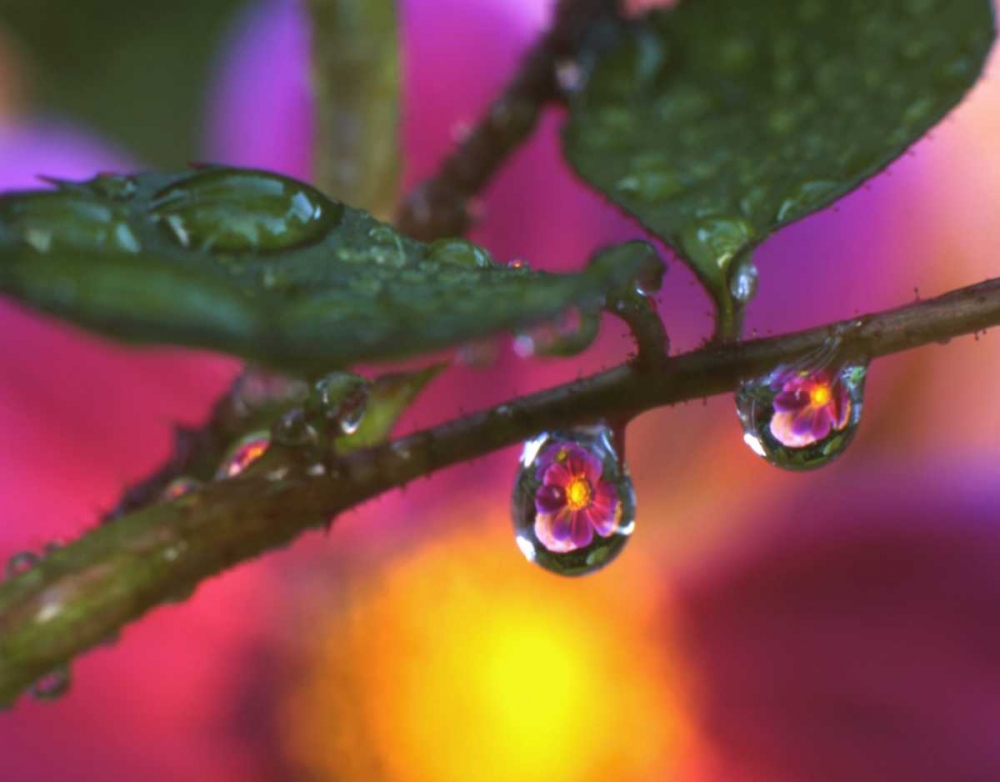Art Print: OR, Cosmos reflecting in dewdrop on a rose
