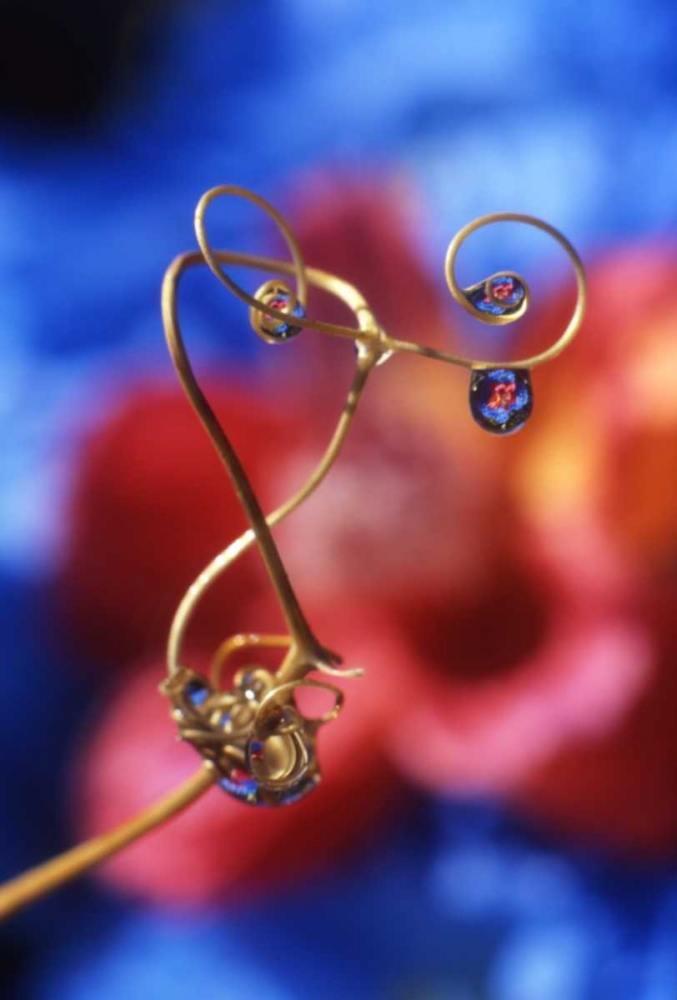 Art Print: OR, Dewdrops on sweet pea tendril reflect flowers
