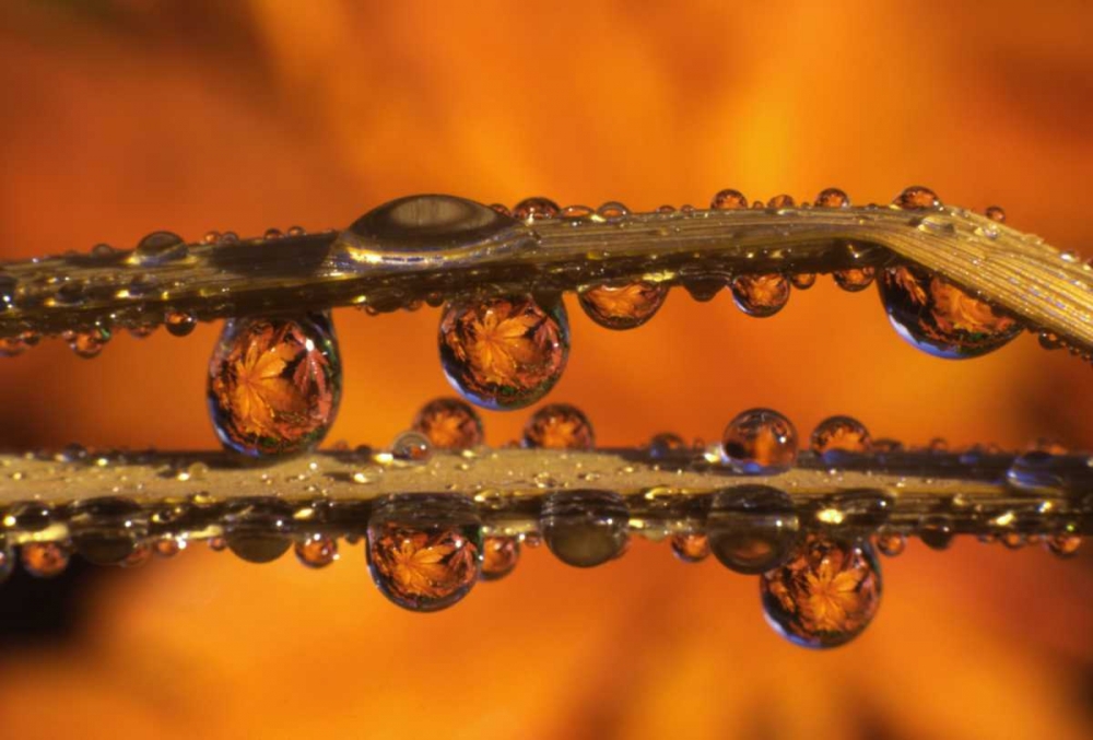 Art Print: OR, Dewdrops reflecting Japanese maple leaves
