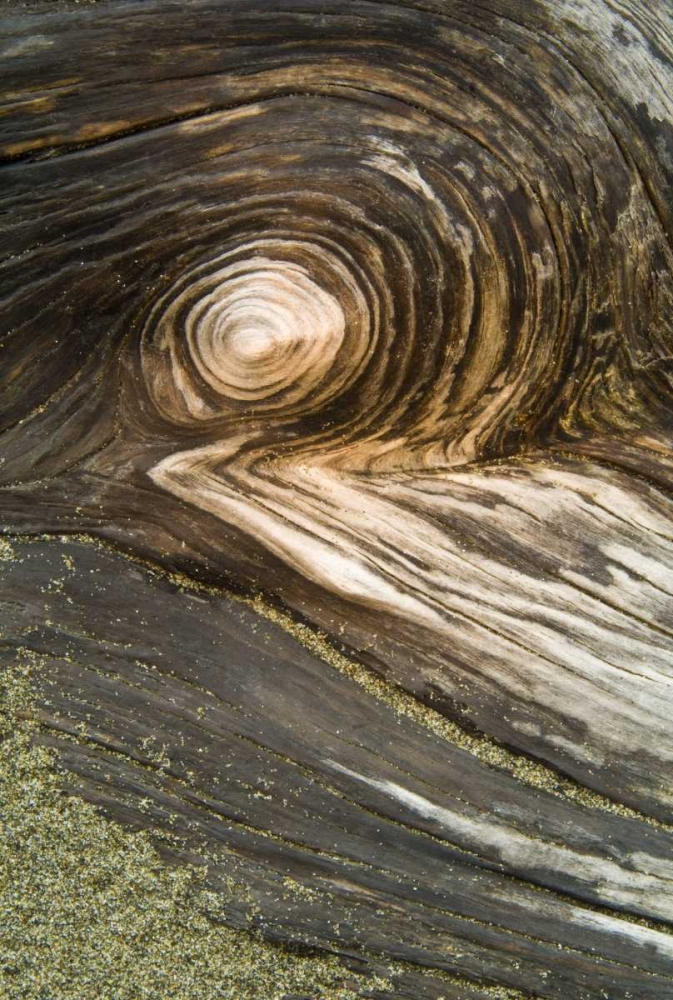 Art Print: USA, Oregon Stump pattern on beach