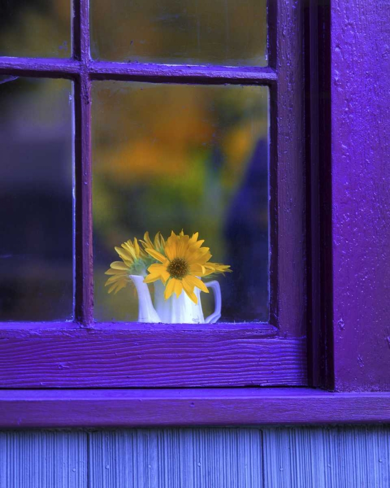Art Print: OR, Brownsville Sunflowers in a window