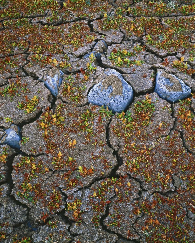 Art Print: OR, Warner Valley Curly dock plants grow