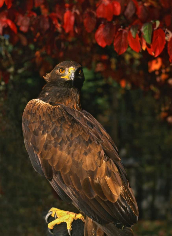 Art Print: USA, Oregon Portrait of red-tailed hawk