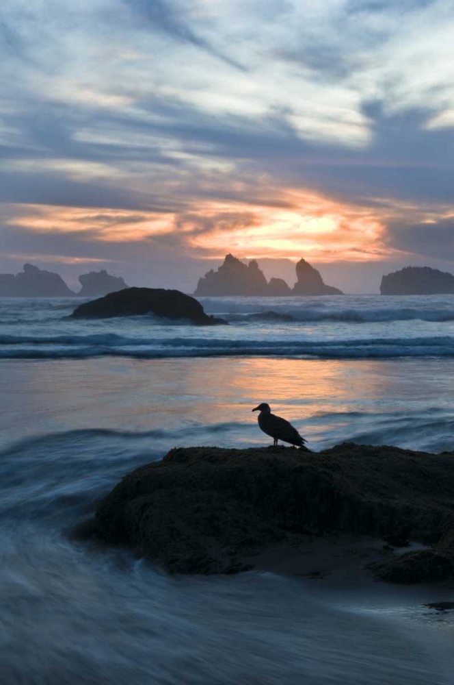 Wall art: OR, Bandon Beach Seagull silhouette at sunset, by Rotenberg, Nancy