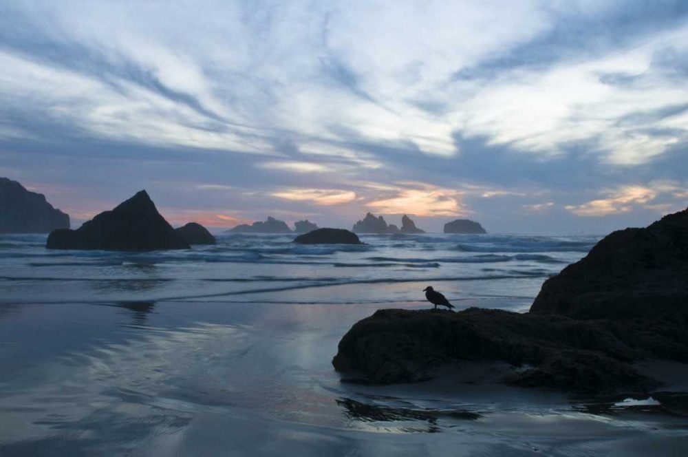 Art Print: OR, Bandon Beach Seagull silhouette at sunset