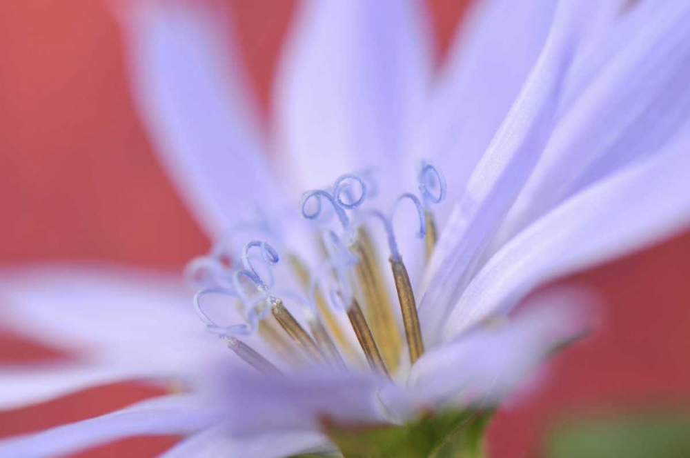 Art Print: Oregon, Portland Close-up of wild chicory flower