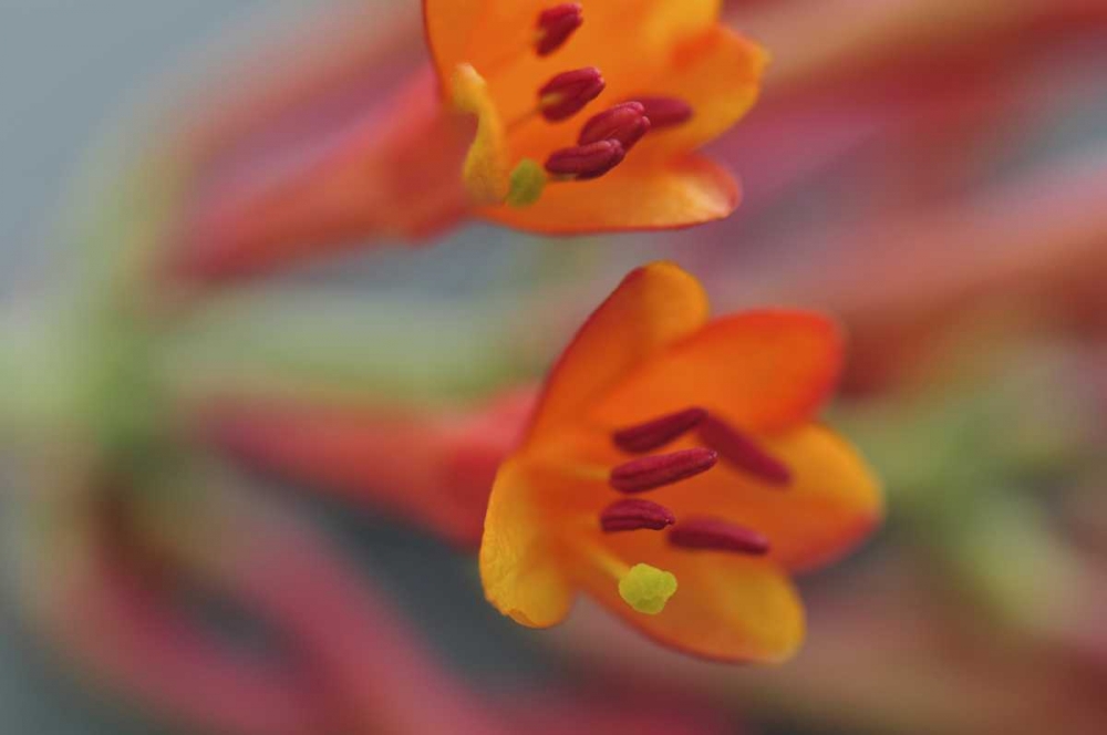 Art Print: Oregon, Portland Coral honeysuckle flowers